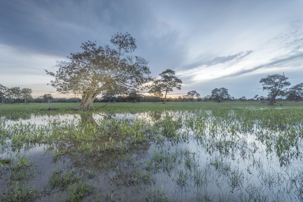 pantanal-pecuaria