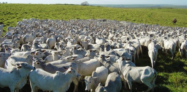 pecuaria pecuaria