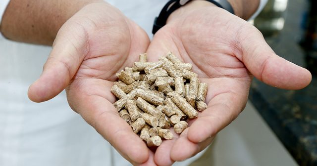 Pellets de madeira: pequenos granulados em formato cilíndrico, fáceis de manusear, de armazenar e de alto teor energético. O uso vai desde a queima em fornos industriais e churrasqueiras até aquecimento domiciliar – Foto: Marcos Santos / USP Imagens Pellets de madeira: pequenos granulados em formato cilíndrico, fáceis de manusear, de armazenar e de alto teor energético. O uso vai desde a queima em fornos industriais e churrasqueiras até aquecimento domiciliar – Foto: Marcos Santos / USP Imagens
