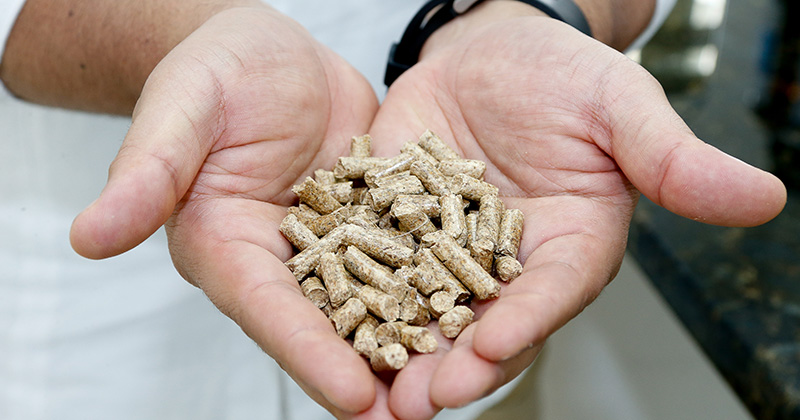 Pellets de madeira: pequenos granulados em formato cilíndrico, fáceis de manusear, de armazenar e de alto teor energético. O uso vai desde a queima em fornos industriais e churrasqueiras até aquecimento domiciliar – Foto: Marcos Santos / USP Imagens