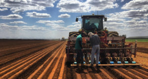 plantando-cenoura