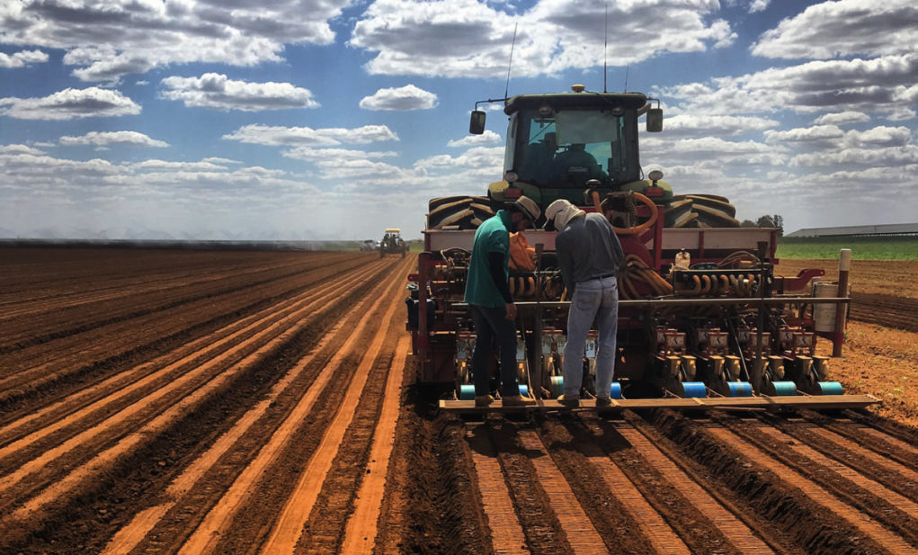 plantando-cenoura