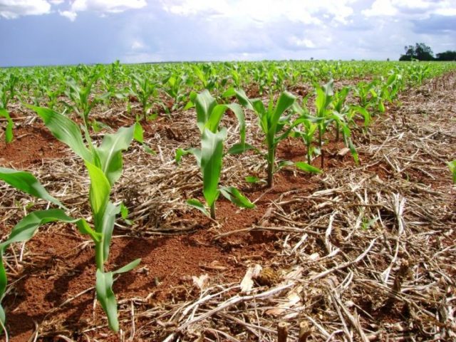 plantio-de-milho-safrinha