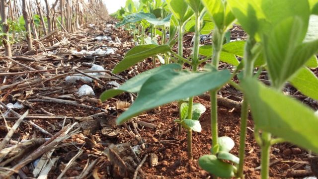plantio-direto-de-soja plantio-direto-de-soja