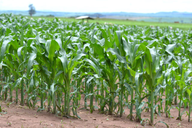 plantio-milho-goias plantio-milho-goias