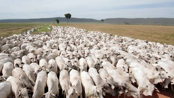 Rebanho bovino de MS ainda é quarto maior do país