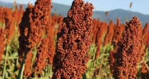 sorgo-Sorghum-bicolor