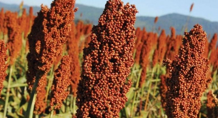 sorgo-Sorghum-bicolor