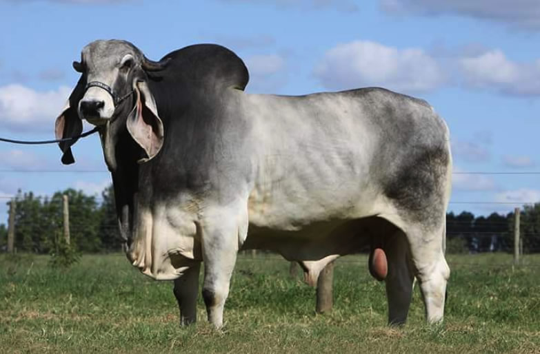 touro-reprodutor-indubrasil