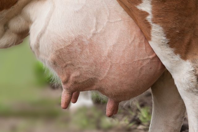 ubere-vaca ubere-vaca