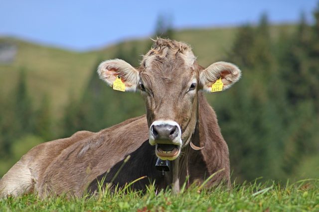 vaca-leiteira-no-pasto vaca-leiteira-no-pasto