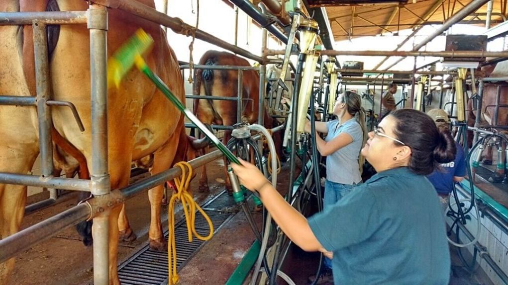 vaca-sendo-afagada