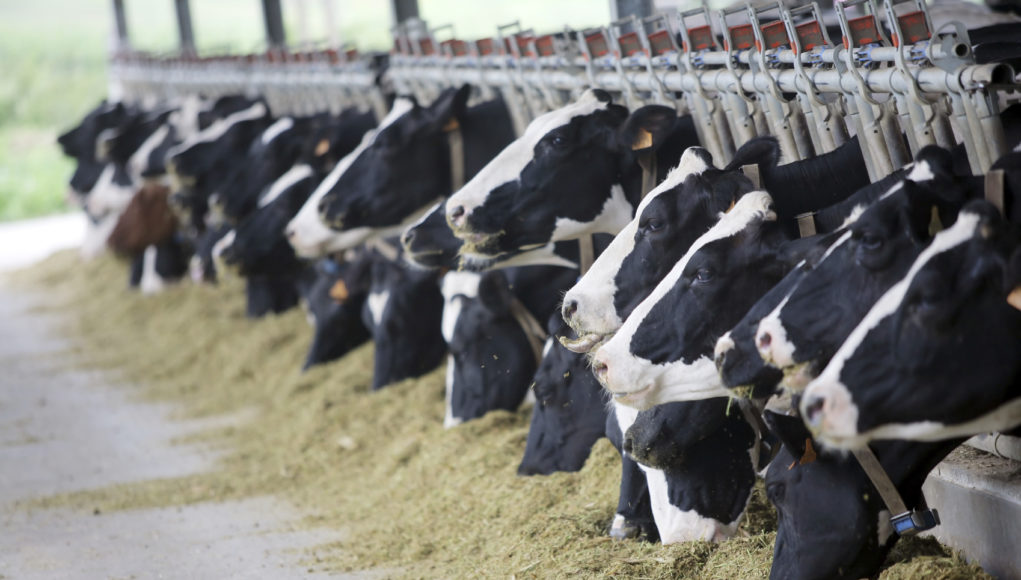 Vacas holandesas comendo silagem barracao