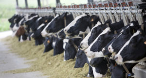 Vacas holandesas comendo silagem barracao