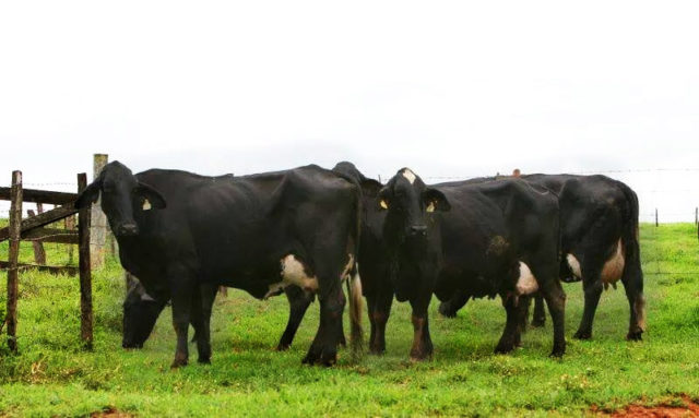 vacas-indolando vacas-indolando