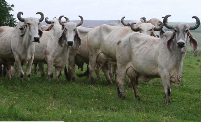 vacas-indubrasil