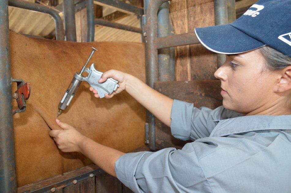 vacinacao-contra-aftosa-mnp