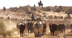 Australian Outback Cattle Drive