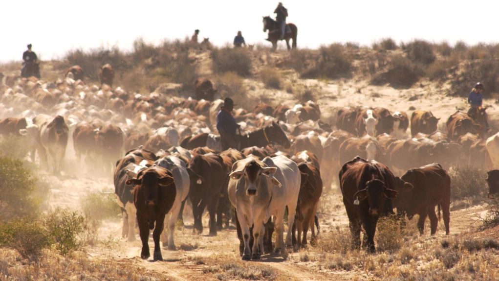 Australian Outback Cattle Drive