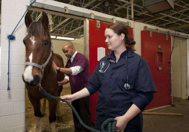 veterinário São oferecidas 300 vagas para veterinários, com salário R$ 14.584,71