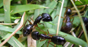 Formigas-nas-pastagens