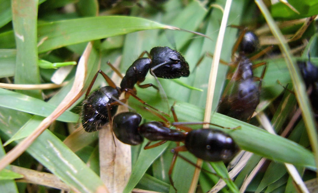 Formigas-nas-pastagens