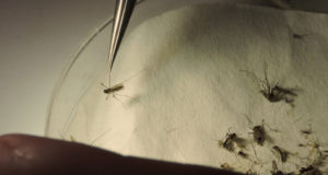 Pesquisadores-analisam-mosquitos-e-os-separam-por-espécie-durante-a-II-Expedição-Humaitá