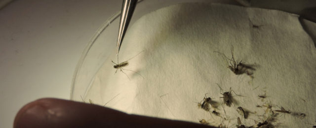Pesquisadores-analisam-mosquitos-e-os-separam-por-espécie-durante-a-II-Expedição-Humaitá Pesquisadores-analisam-mosquitos-e-os-separam-por-espécie-durante-a-II-Expedição-Humaitá