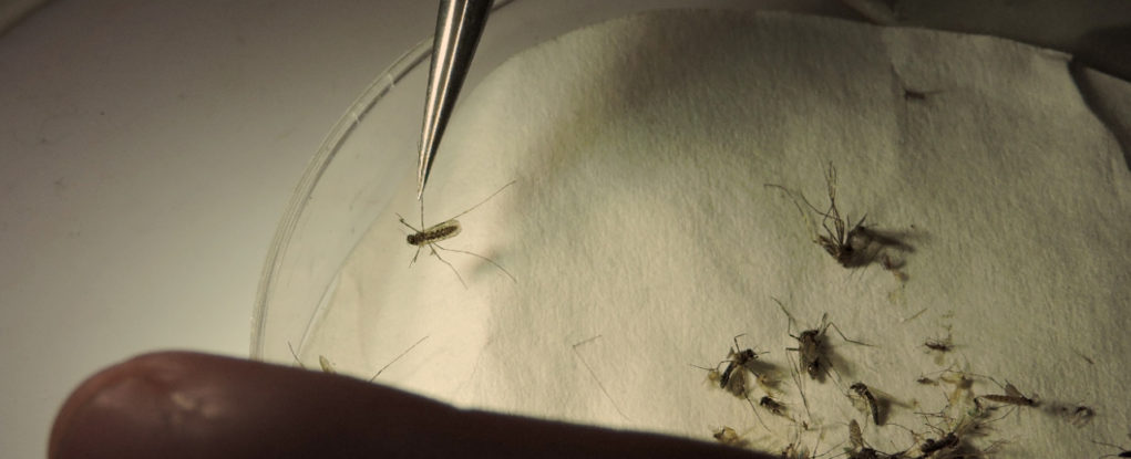 Pesquisadores-analisam-mosquitos-e-os-separam-por-espécie-durante-a-II-Expedição-Humaitá