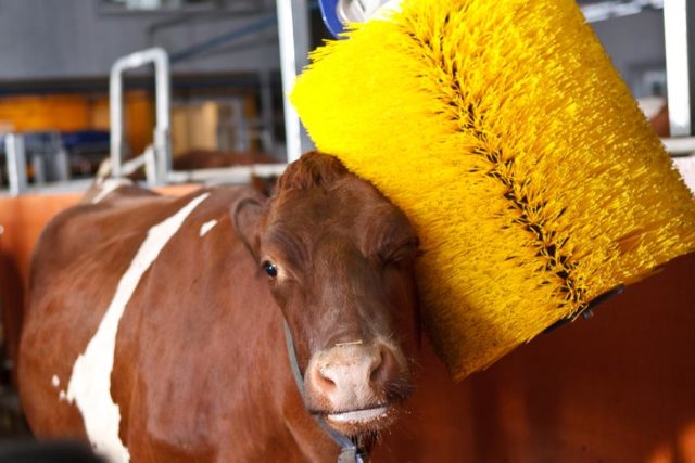 Swinging-cow-brush Swinging-cow-brush
