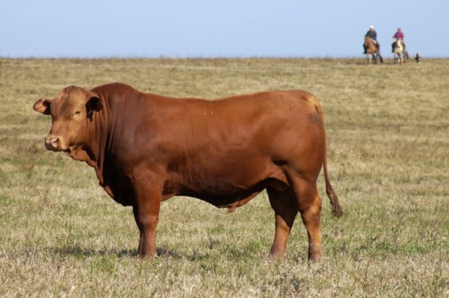 Touro-montana Touro-montana