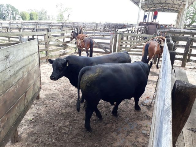 angus-guarita-e-soldera angus-guarita-e-soldera