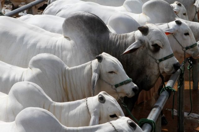 animais-de-pista animais-de-pista