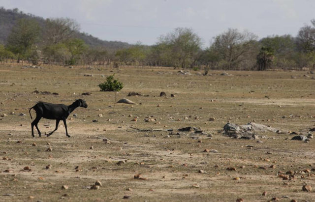 caatinga-nordeste caatinga-nordeste