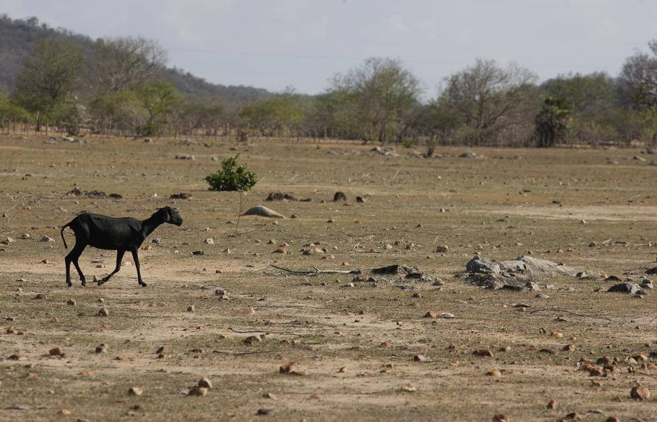 caatinga-nordeste