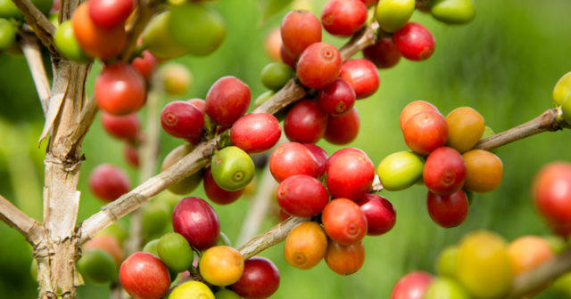 café-pode-ser-sustentavel café-pode-ser-sustentavel