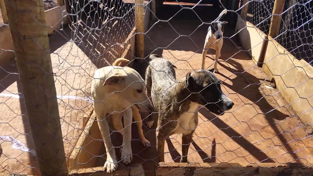 canil-de-cachorros