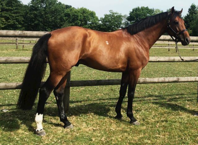 cavalo cavalo