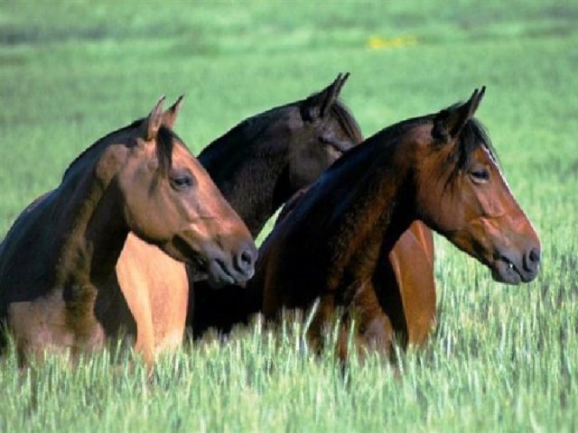 cavalo-crioulo cavalo-crioulo