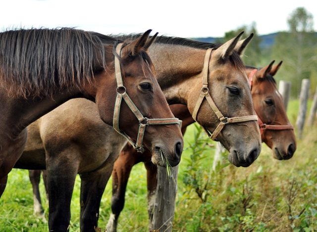 cavalos-alinhados cavalos-alinhados