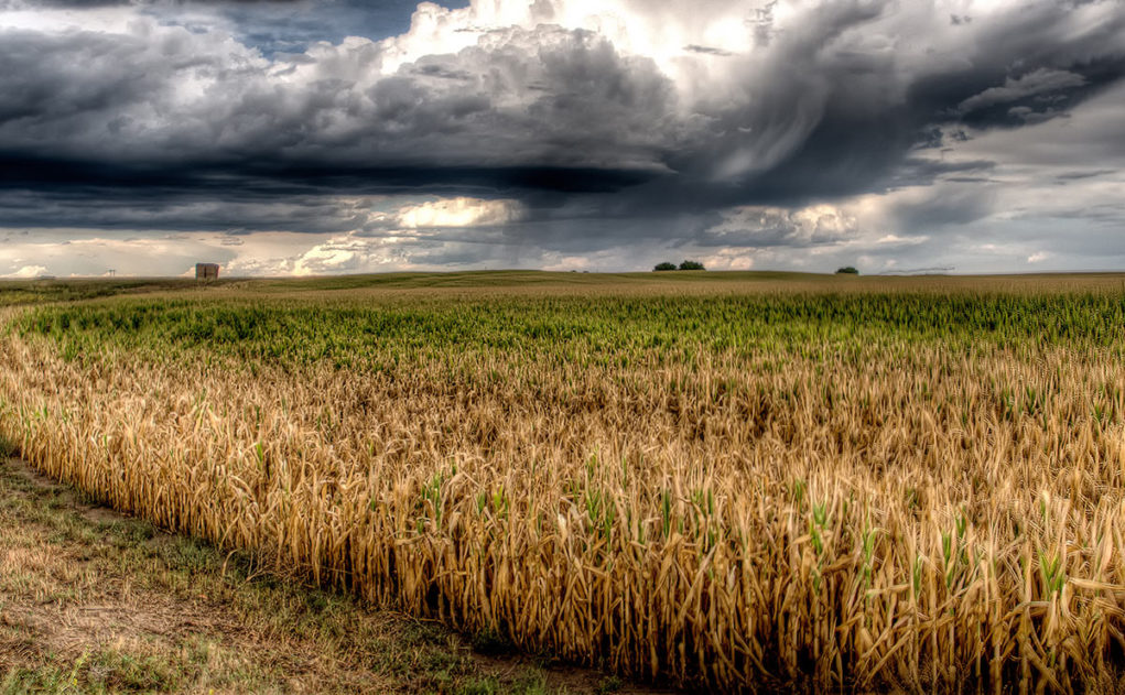 chuva-no-campo