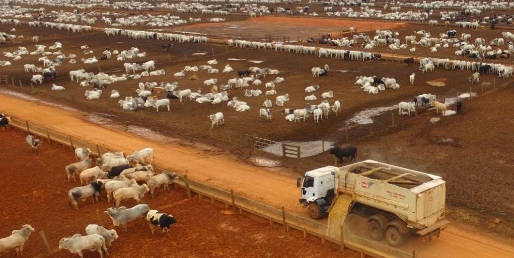 confinamento-em-mato-grosso