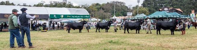 Expointer 2017 - Associação Brasileira de Angus / ABA