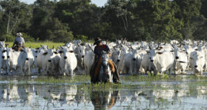 pecuaria-pantanal