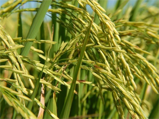 produção-agropecuária produção-agropecuária