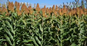 sorgo-forrageiro-gigante