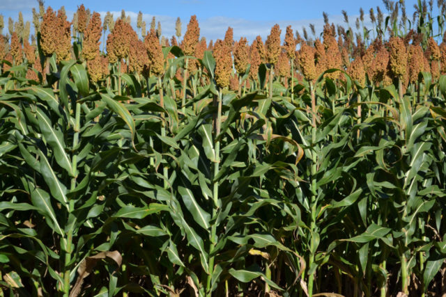 sorgo-forrageiro-gigante sorgo-forrageiro-gigante