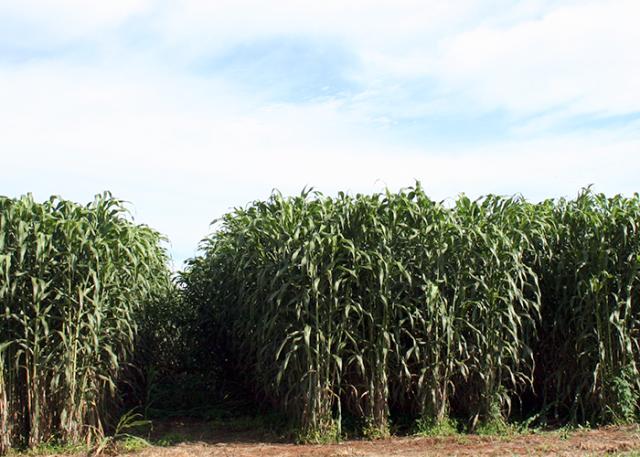 sorgo-forrageiro-gigante