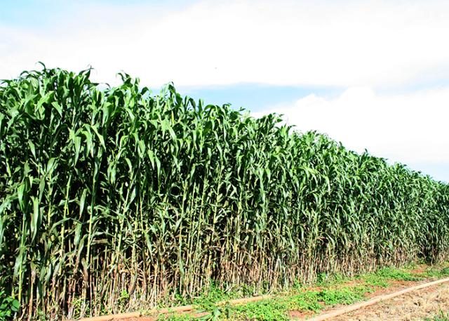 sorgo-forrageiro-gigante-2 sorgo-forrageiro-gigante