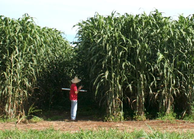 sorgo-forrageiro-gigante